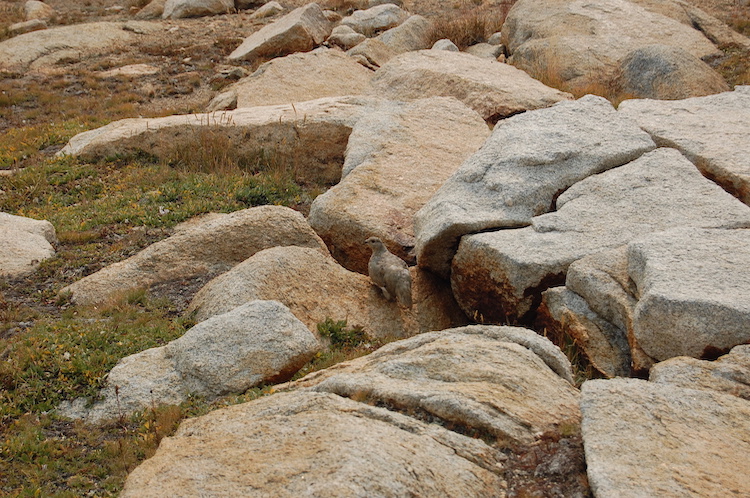 DSC_0972.jpg