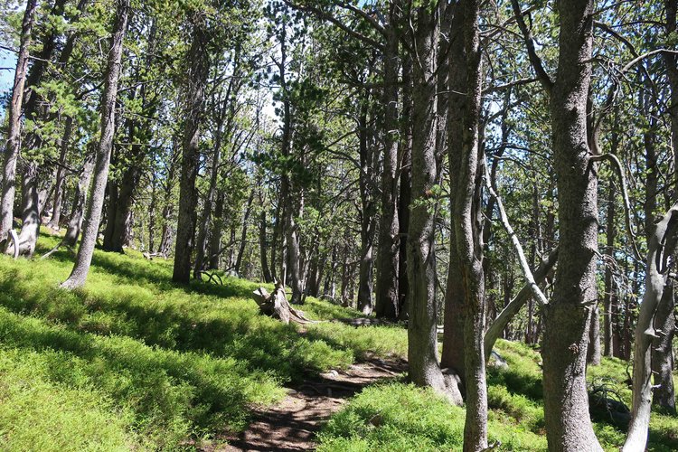 Trees east of Wolf Creek