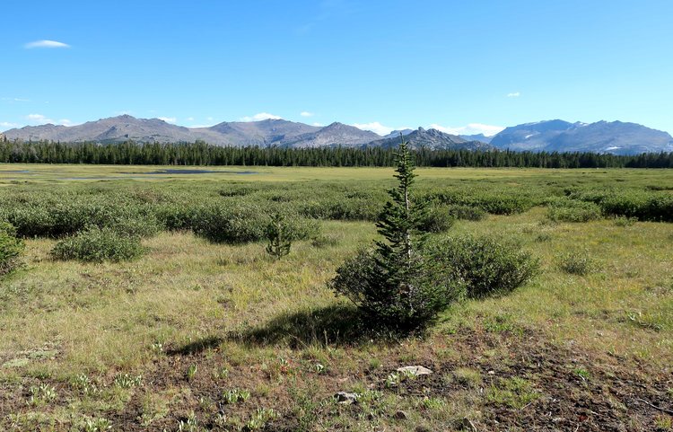 &quot;The Meadows&quot;