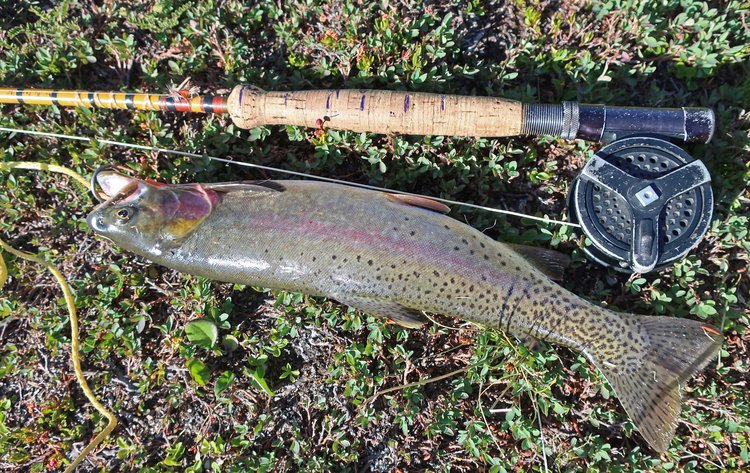 Fish caught in Lake 10643