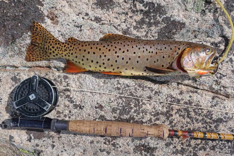 fish from unnamed lake