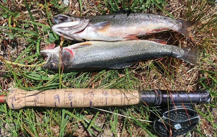 Fish from Temple Lake