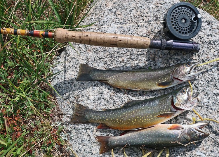 More fish to add to dinner