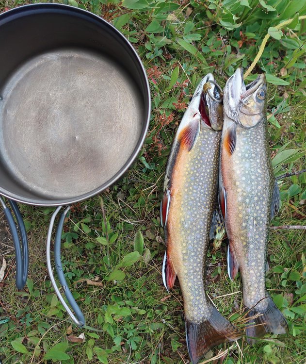 Fish caught in Clear Lake