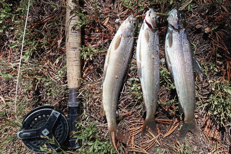 Grayling caught in Dipper Lake