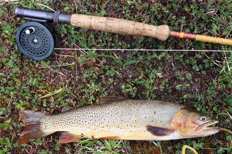 Cutthroat from Upper South Fork Lake