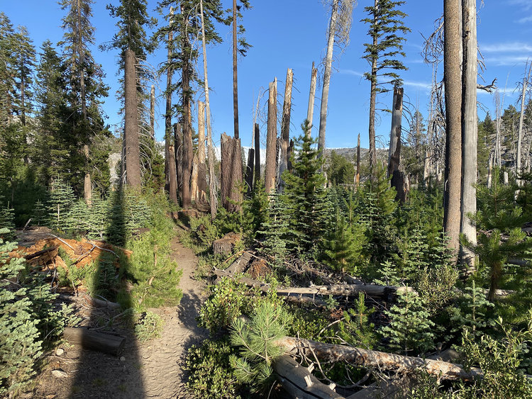EMIGRANT_WILDERNESS7989 copy.jpg