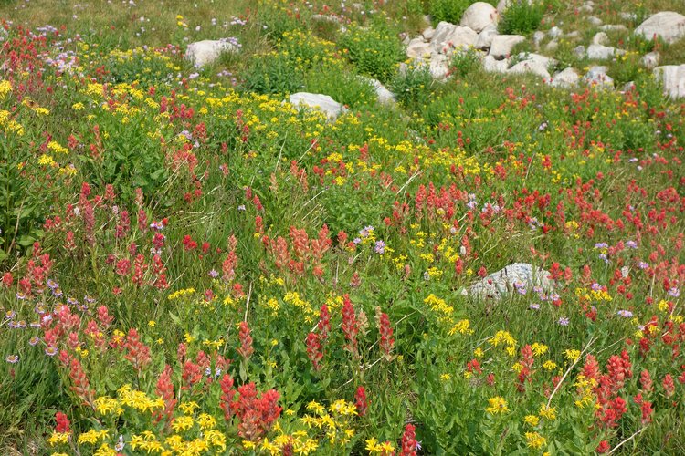 Day 4D Wildflowers XC Route.jpg
