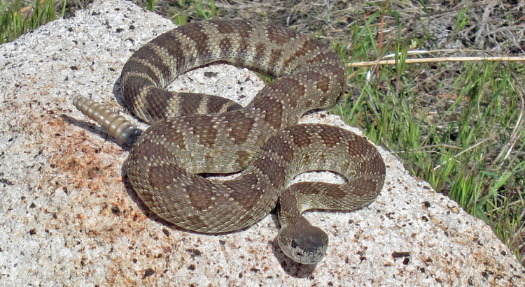 Rattlesnake on the Merced Lake Trail