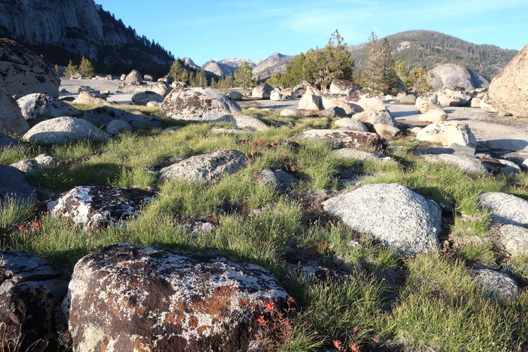 Interesting grass clumps near camp