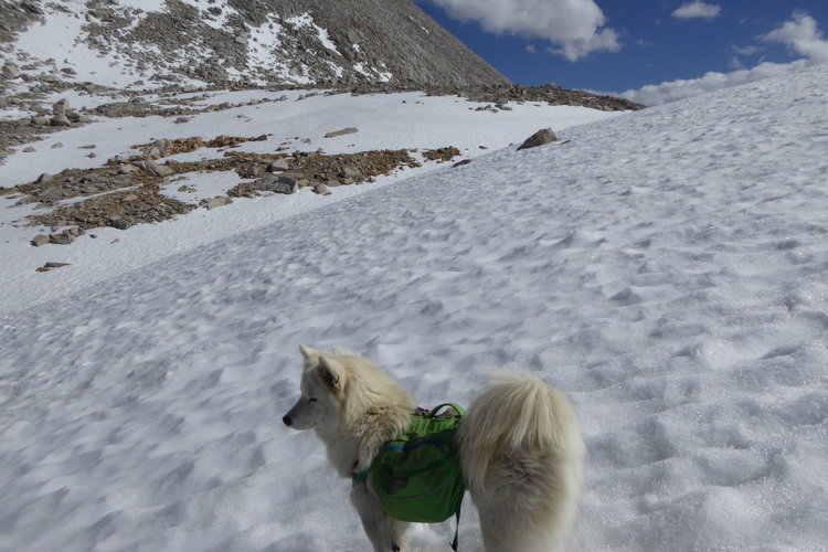 My trail companion, Jasmine Rose almost over the Pass