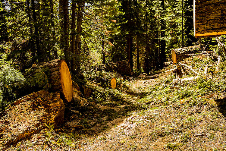 Trailwork-1.jpg