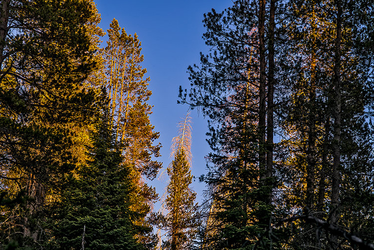 Trees-light-Bridalveilcreek-1.jpg