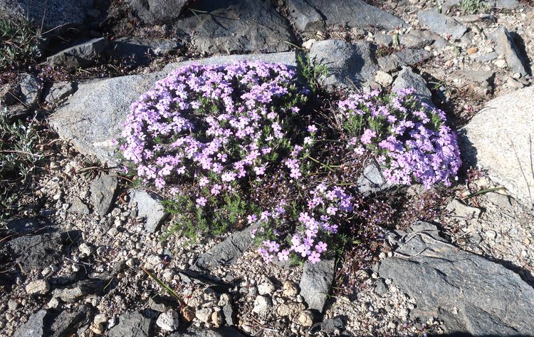 Pretty flowers when I left Frog Creek heading to Moraine Ridge