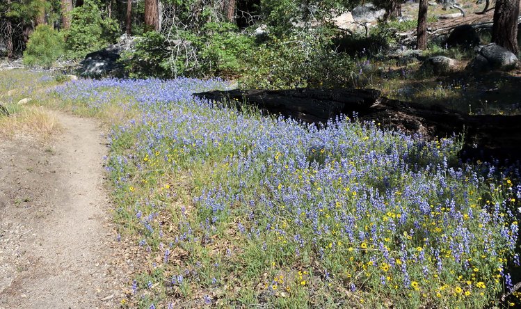 Lupine on the trail from Laurel Lake to trailhead