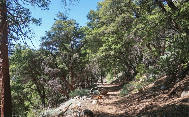Welcome shade on switchbacks down to Hetch Hetchy
