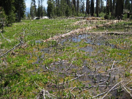Crossing a wet area with sprouting mule ears