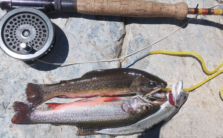 Fish caught in Middle Nydiver Lake