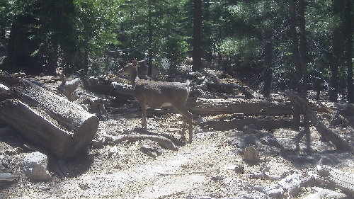 Deer.jpg