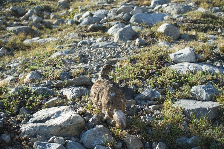 Is this a ptarmigan? or a grouse?