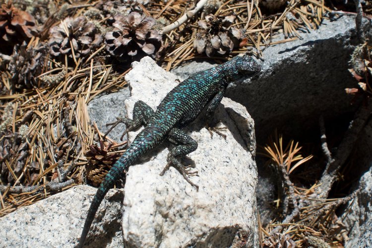 The colors on this lizard :)