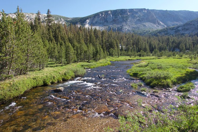 High meadows of Lewis Creek, below Vogelsang Pass