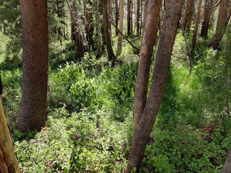 Lush Forest above grass lake