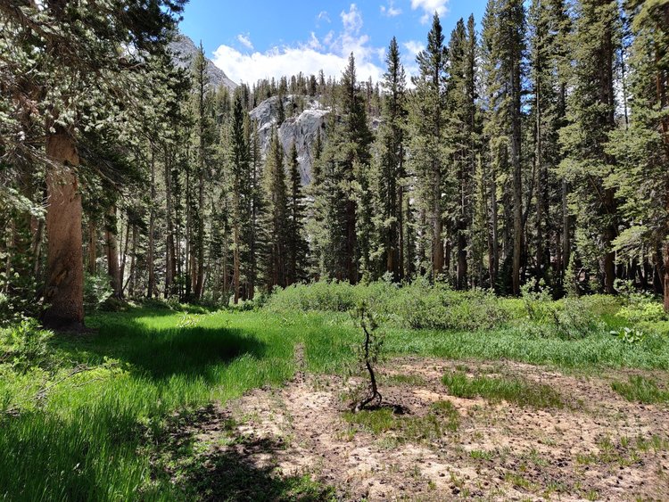 Small yet nice meadow right above the river gorge.