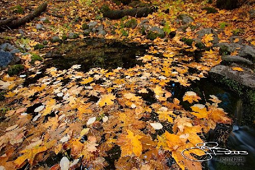 _MG_1552.jpg