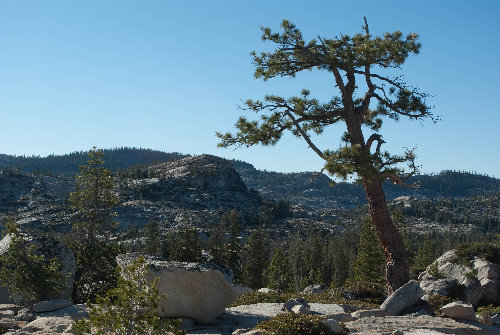 Tree at the Many Island/Lake 7489 divide