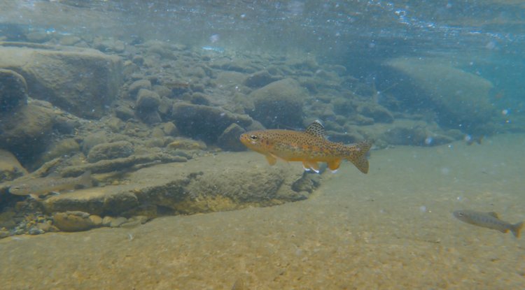 Return Creek rainbows