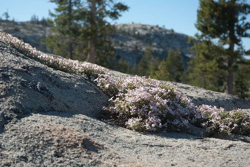 Some of the few wildflowers
