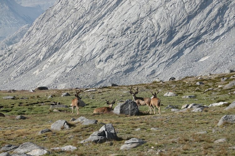 Upper Basin wildlife.