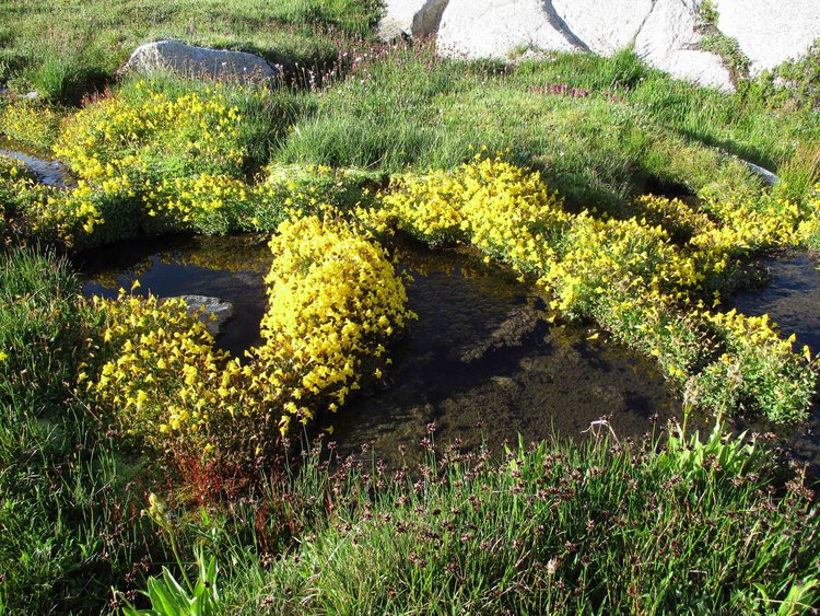 North Fork Goddard Creek