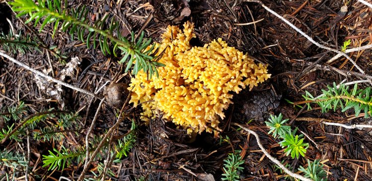 Coral fungus.  I believe it is edible...sort of, but you will never find me harvesting mushrooms, too risky, IMO.