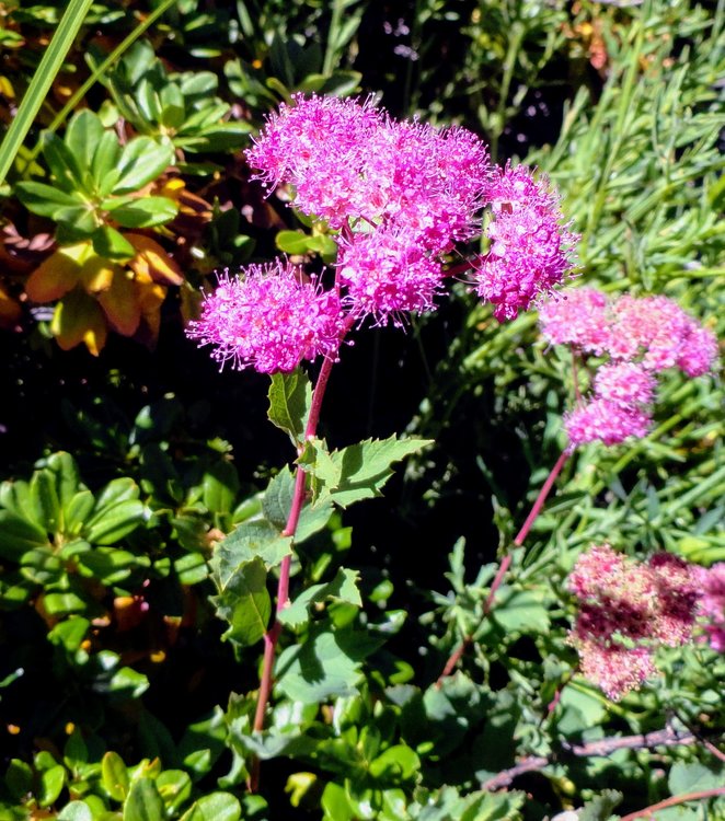 DSC00260.JPG