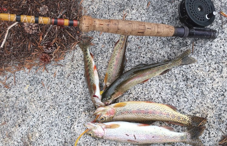 fish from Portal Lake