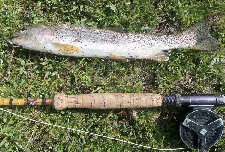 Bigger fish from Cathedral Lake