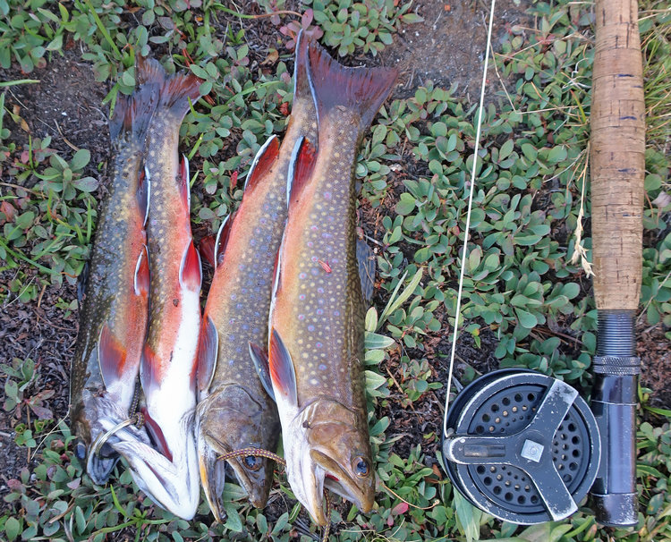 fish from Devils Punchbowl