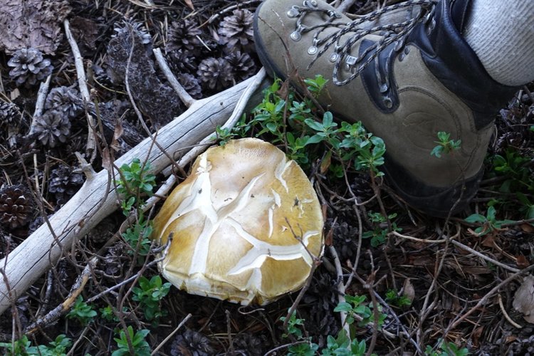 Boletus edulis grandedulis