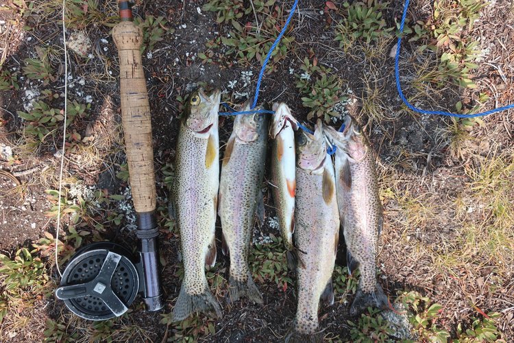 Fish catch of the day