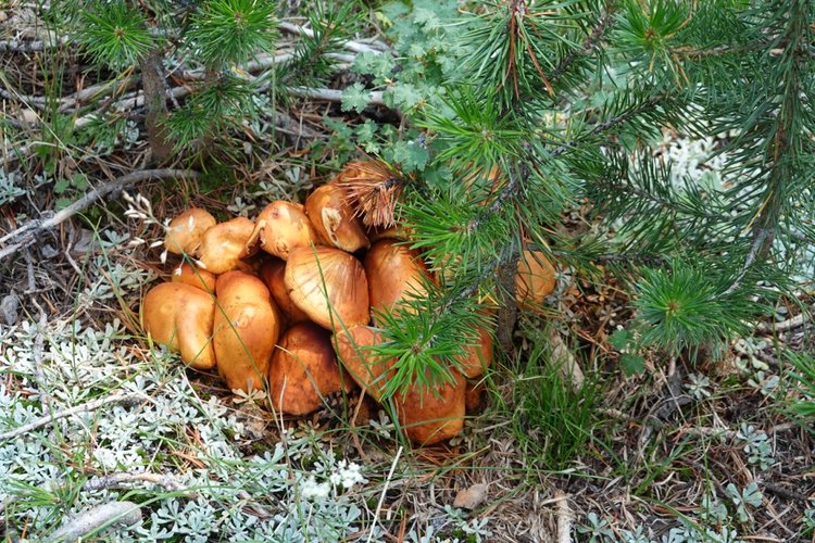 more fungi!