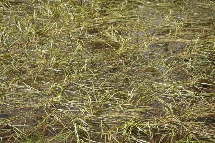 abstract grass
