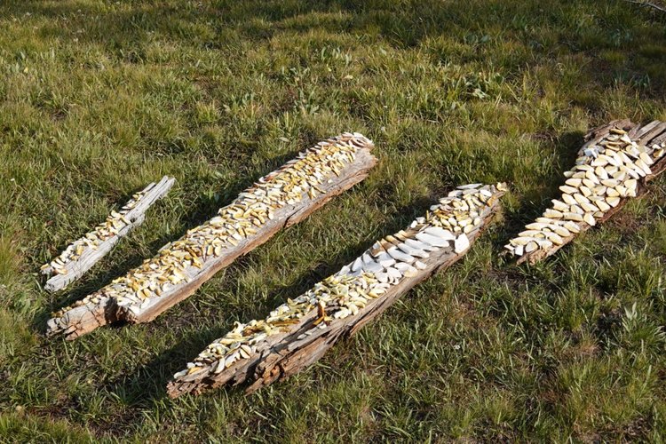 mushrooms drying