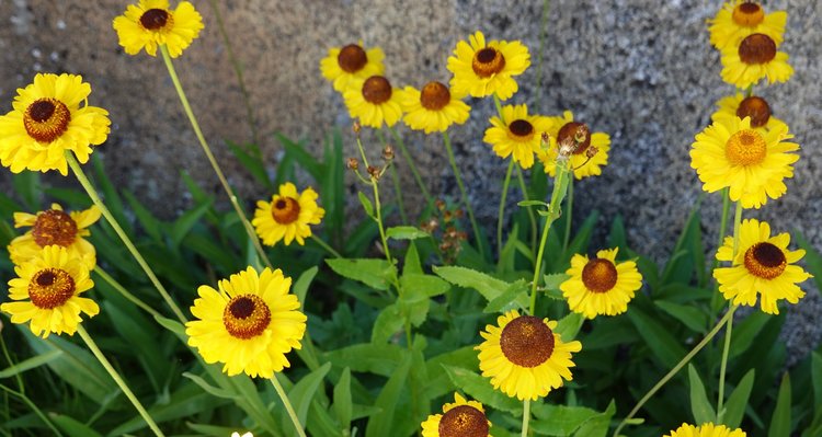 Flowers on the return to Lake 10232