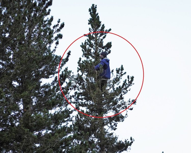 Not a bear after all!