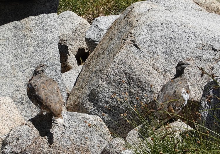 Ptarmigans near Martha Lake
