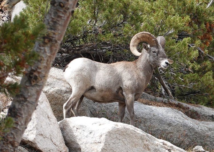 Bighorn Sheep - Very big ram!