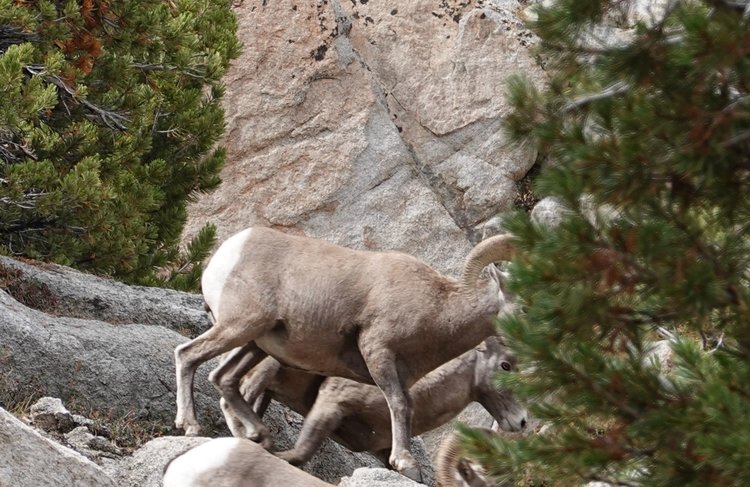 Skittish ewes