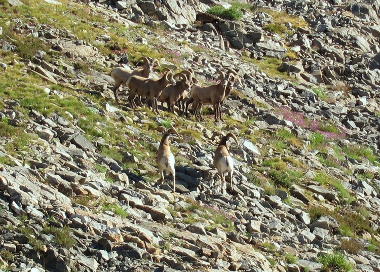 mountain sheep
